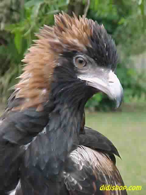 female buzzard