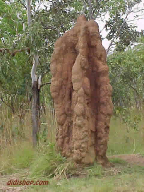 Old Man Giant