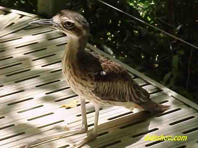 Curlew