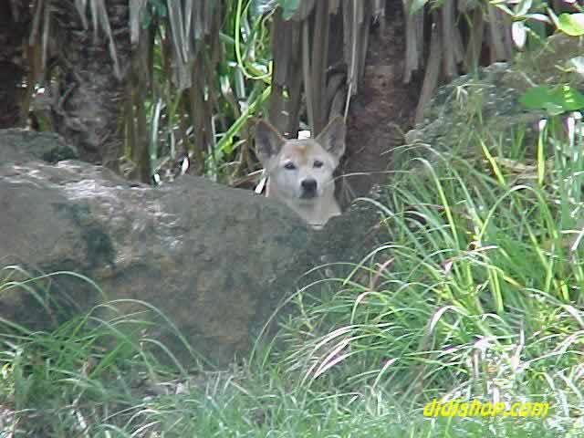 Dingo - the Aussie dog