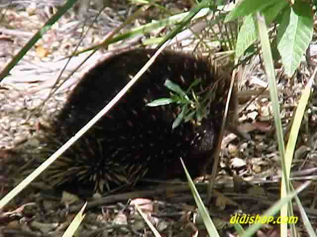 Echidna
