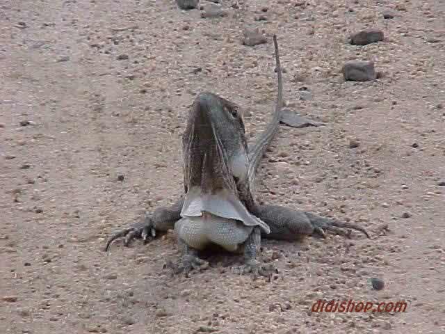 Frill Necked Lizard
