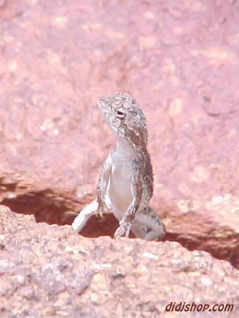 Rock Lizard