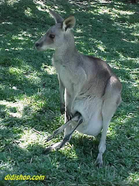 Joey in the Pouch