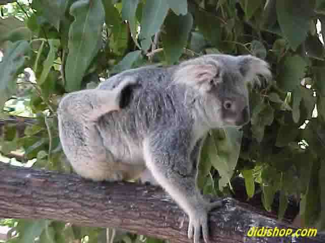 Koala