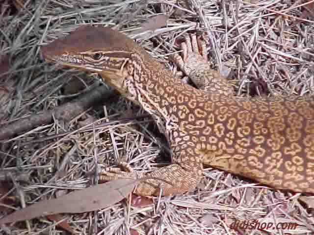 Monitor Lizard
