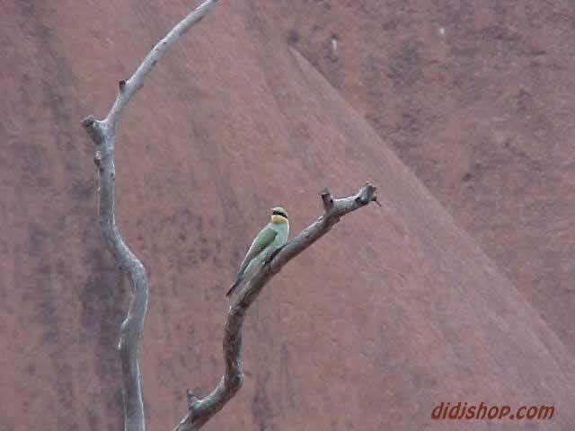 Rainbow Bee-Eater
