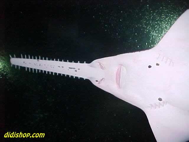 Swordfish