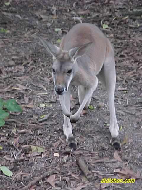 Wallaby checking out the camera!