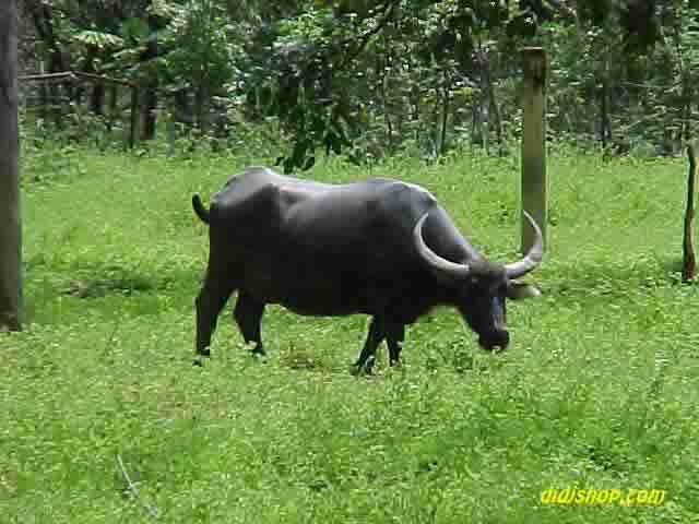 Water Buffalo