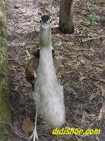 Great Australian Bustard