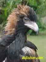 Black-Breasted Buzzard