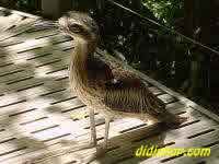 Curlew