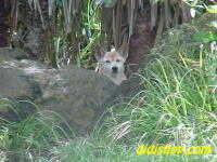 Dingo