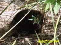 Echidna