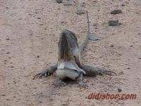 Frill Necked Lizard