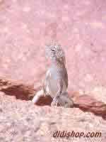Rock Lizard
