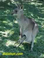 Kangaroo and Joey