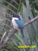 Kingfisher