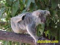 Koala Bear
