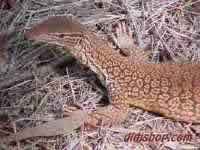 Monitor Lizard