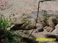 Crocodile
