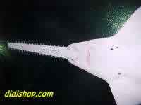Sword Fish