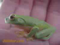 Green Tree Frog