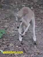 Wallaby