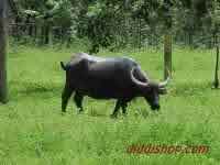 Water Buffalos